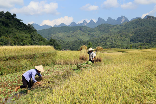Gite rural aux confins du pays dans le massif du Song Chay - Ha Giang