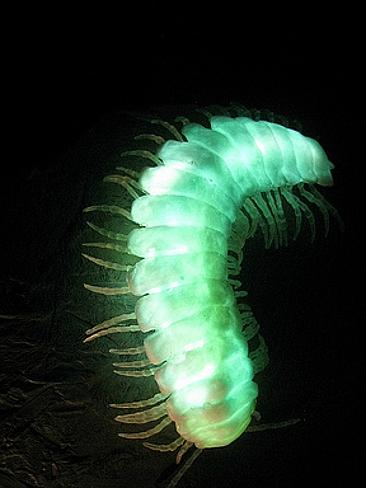 The magical effect of bioluminescence explained in Bai Tu Long Bay