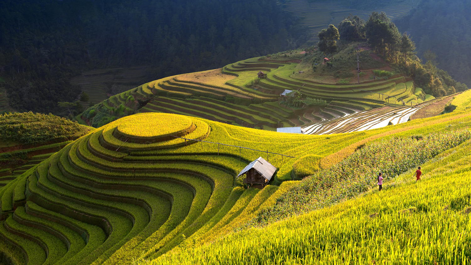 The Heart-Stopping Beauty of Amazing Terraced Fields in Tonkin, Vietnam 
